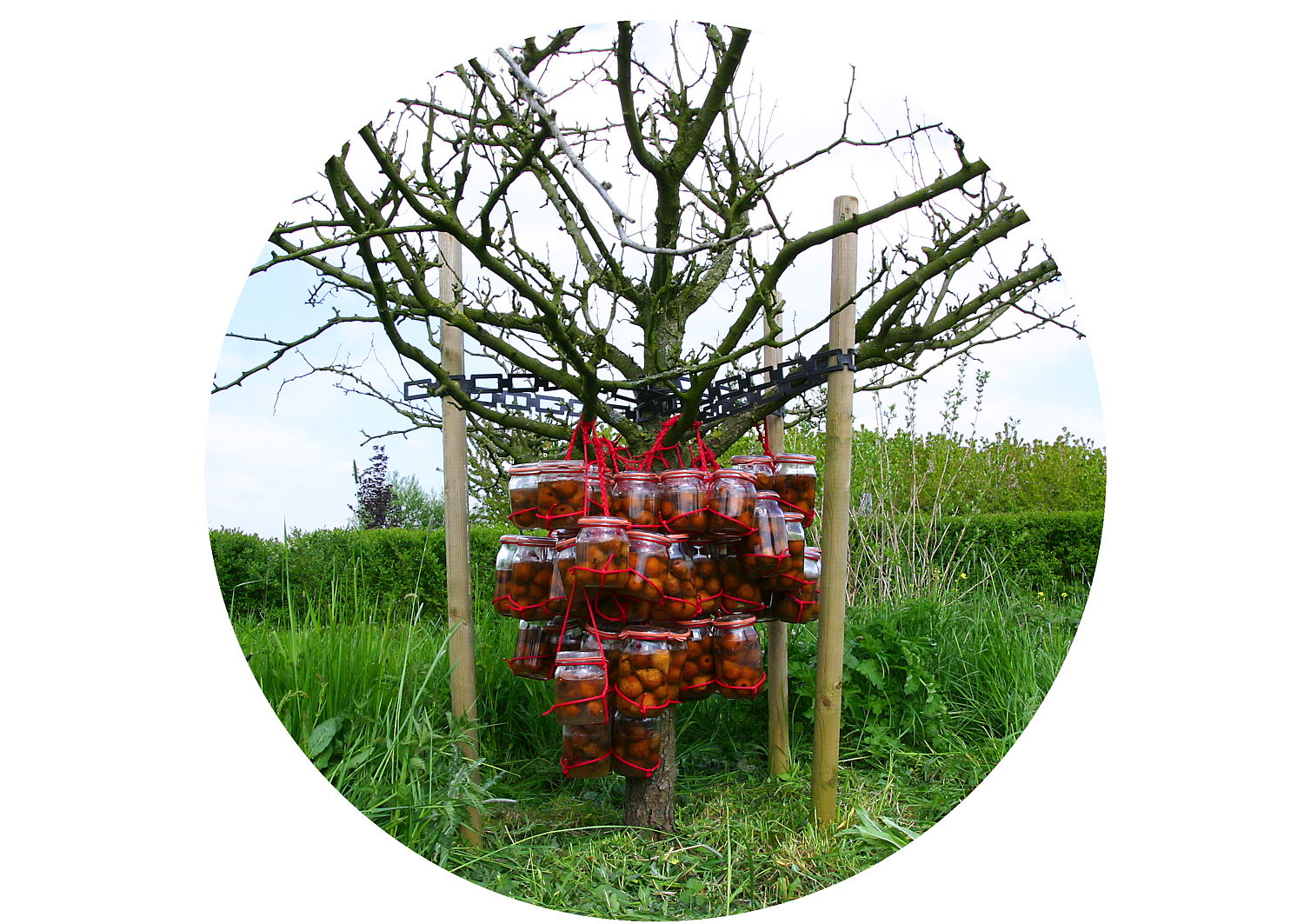 Stoofperen in weckflessen en een perenboom in Asperen (2009)